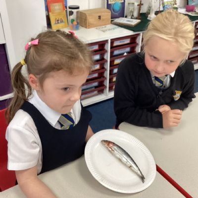 ​​​​​​​Looking at fish in Science